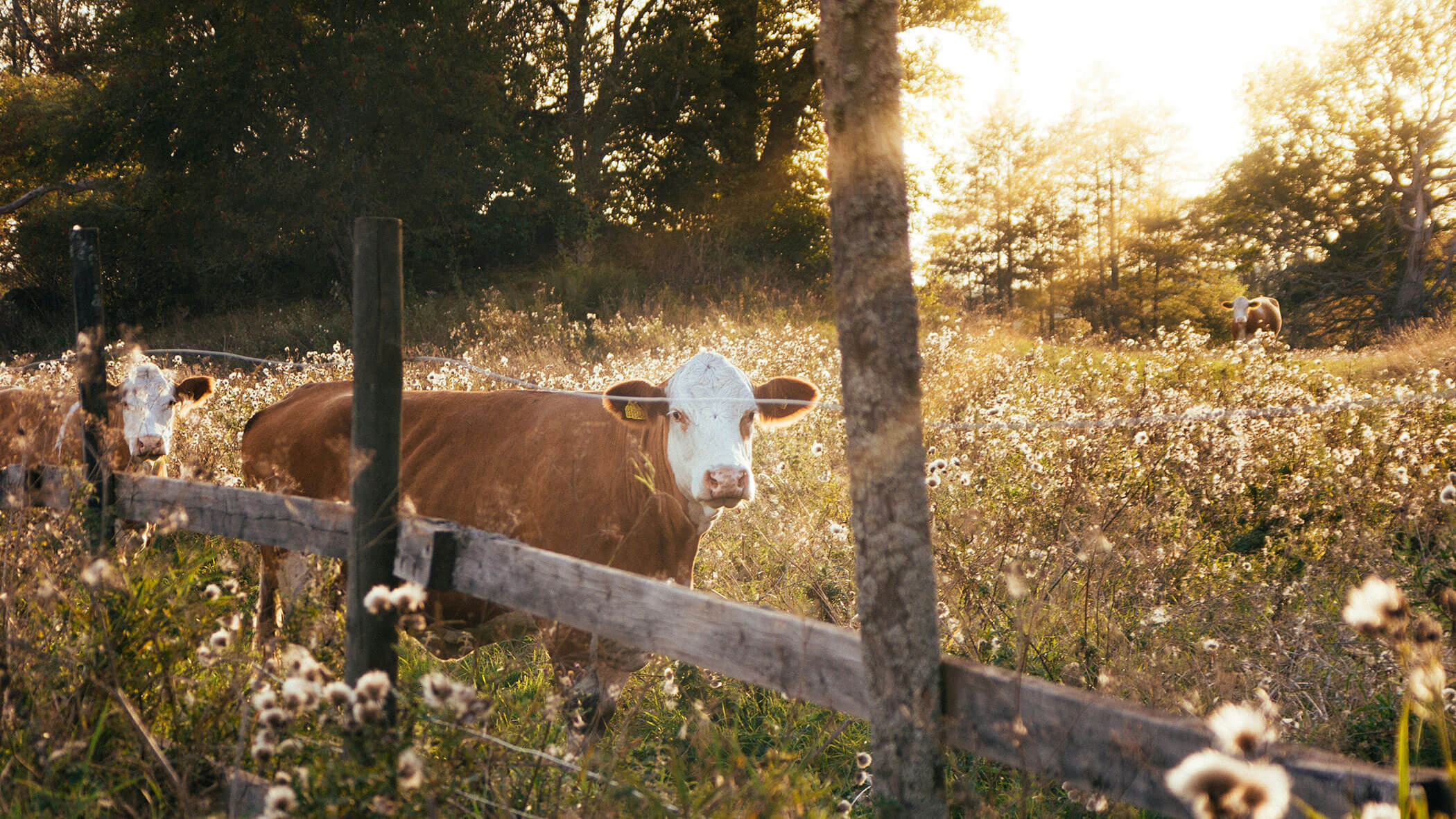 Drei Kühe stehen im hohen Gras - Kuenzerhof
